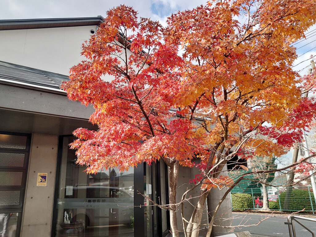 【画像】当院の紅葉